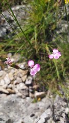 Dianthus caryophyllus