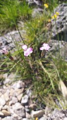 Dianthus caryophyllus
