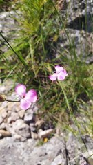 Dianthus caryophyllus