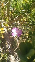 Dianthus caryophyllus