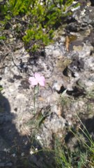 Dianthus caryophyllus