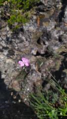 Dianthus caryophyllus