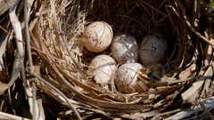 Meadow Bunting photo 2