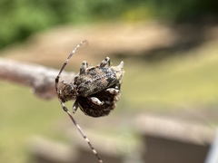 Graphisurus fasciatus