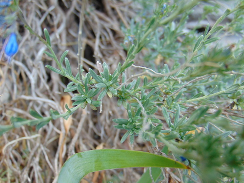 Image of Moltkia petraea by no rights reserved