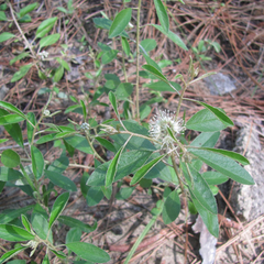 Croton argyranthemus