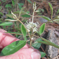 Croton argyranthemus