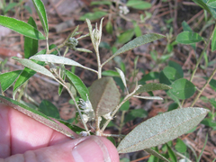 Croton argyranthemus