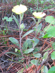 Crocanthemum carolinianum