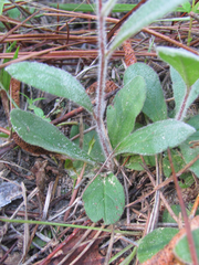 Crocanthemum carolinianum
