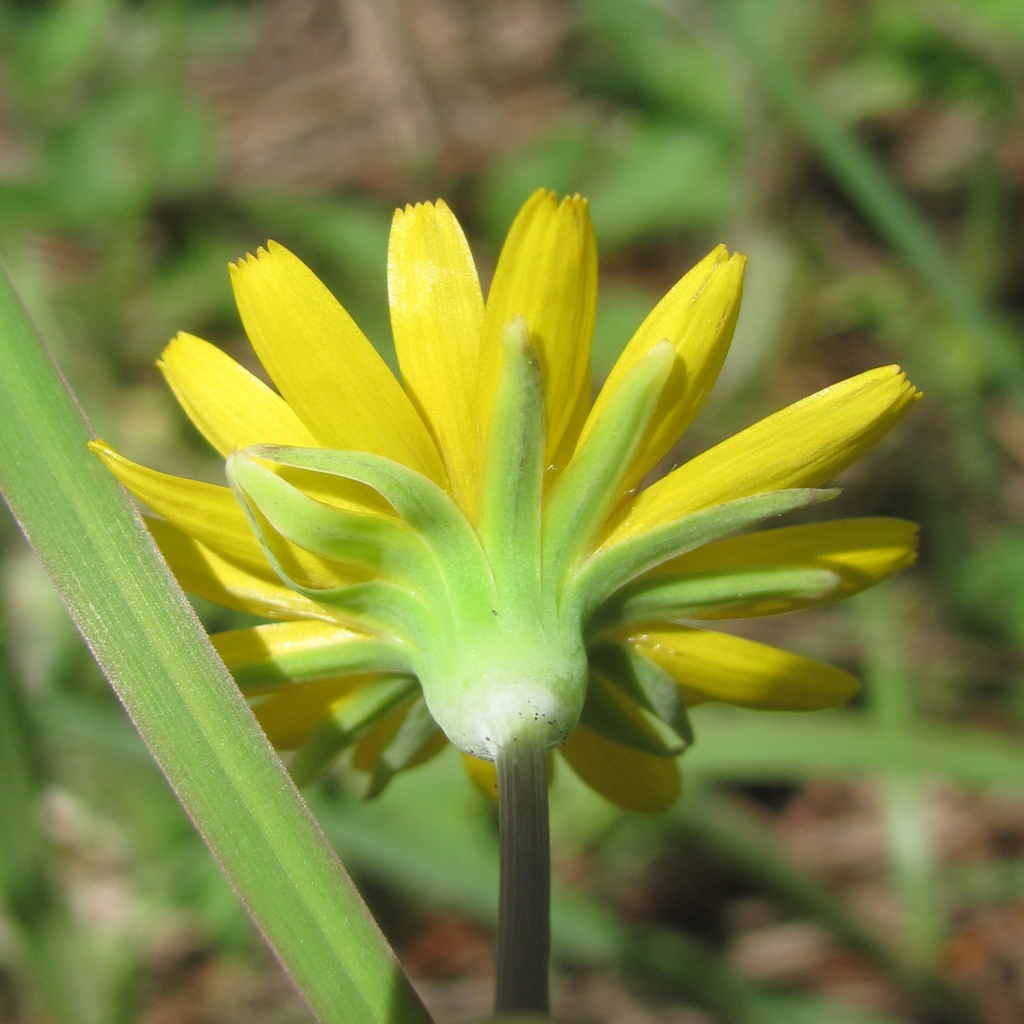 Potato Dandelion