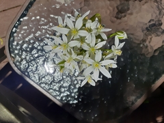 Ornithogalum umbellatum