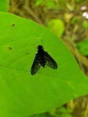 Chrysopilus connexus
