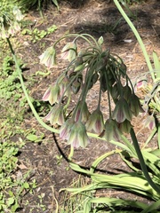 Allium siculum