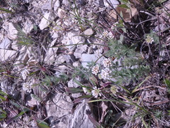 Dorycnium