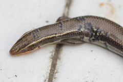 Plestiodon tetragrammus