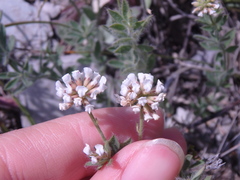 Dorycnium