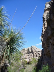 Dasylirion acrotrichum