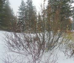 Acer glabrum