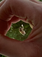 Apis mellifera