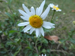 Asteraceae