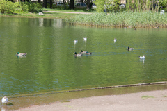 Chroicocephalus ridibundus