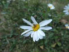 Asteraceae