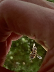 Apis mellifera