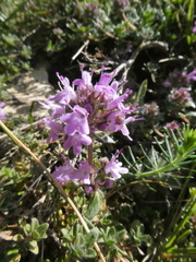 Thymus praecox britannicus