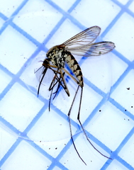 Aedes rusticus