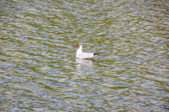 Chroicocephalus ridibundus