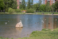 Chroicocephalus ridibundus