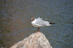 Chroicocephalus ridibundus