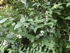 Deutzia pulchra