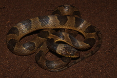 Leptodeira maculata