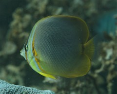 Chaetodon aureofasciatus