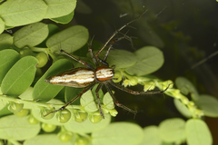 Oxyopes shweta