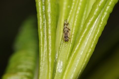 Craspedolepta nebulosa