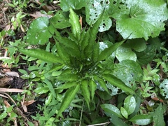 Amorphophallus konjac