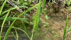 Lithobates catesbeianus
