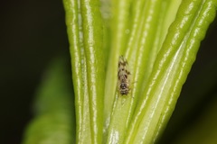 Craspedolepta nebulosa