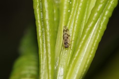 Craspedolepta nebulosa