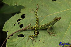 Anolis aequatorialis