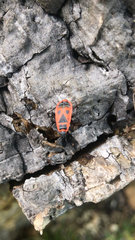 Pyrrhocoris apterus