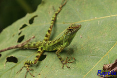 Anolis aequatorialis
