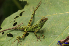 Anolis aequatorialis