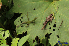 Anolis aequatorialis