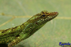 Anolis aequatorialis
