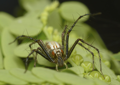 Oxyopes shweta
