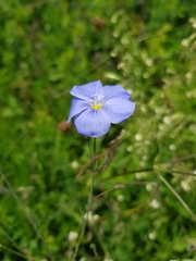 Linum perenne